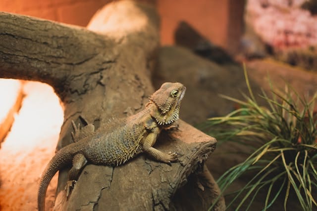 Bearded Dragon Care Guide and Habitat Setup