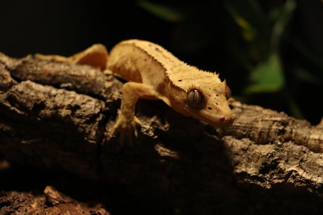Crested Gecko Care Guide and Habitat Setup