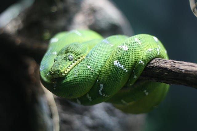 Emerald Tree Boa Care Guide and Habitat Setup
