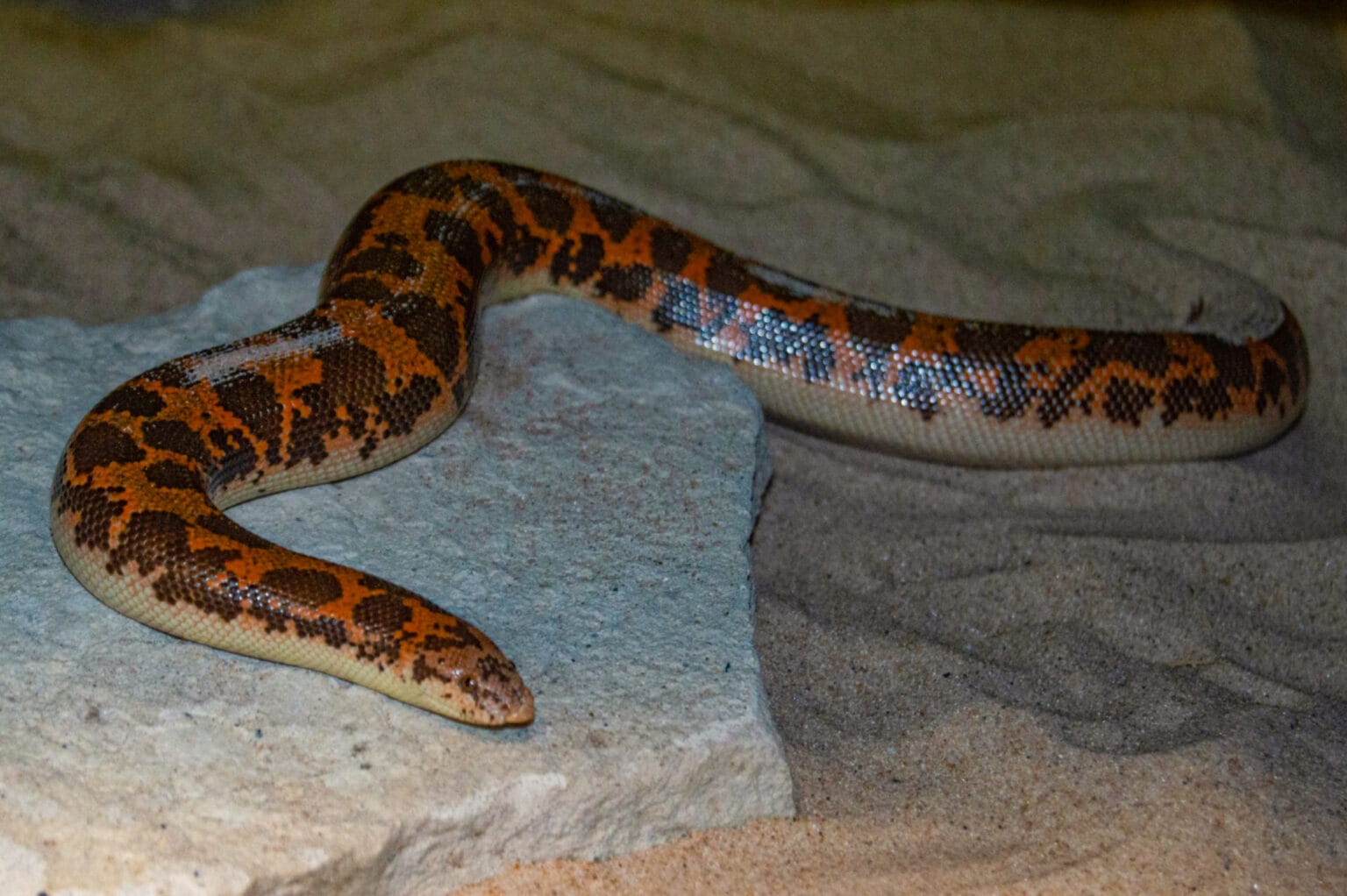 Kenyan Sand Boa in a Desert Biome Bundles habitat