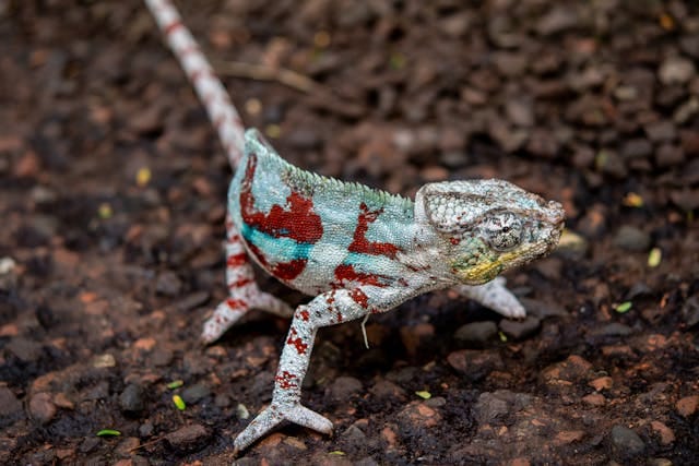 Panther Chameleon Tropical Biome Bundles scene