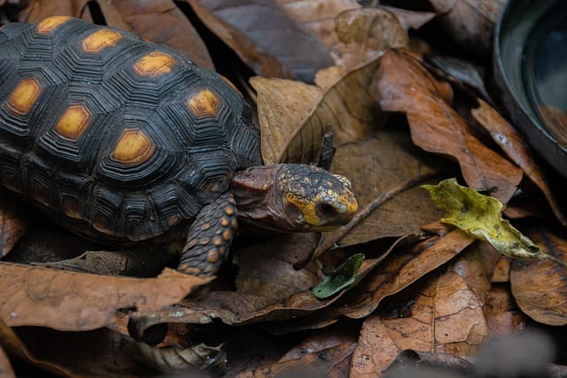 Red-footed Tortoise Care Guide and Habitat Setup