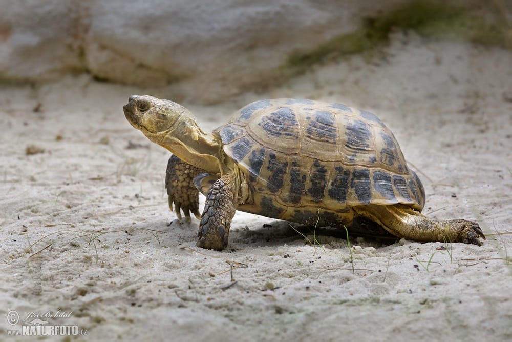 Horsfield's Tortoise Care Guide and Habitat Setup