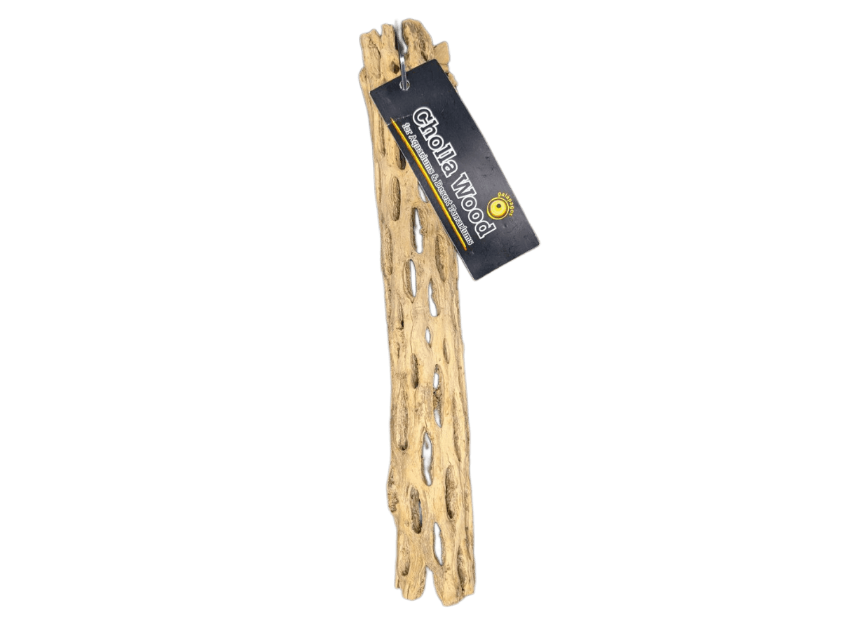Galapagos Cholla Wood 12 inch natural dried cactus skeleton branches for desert reptile habitat decor
