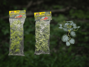 BundleBiome Curated Prairie Roots set featuring Casuarina bush, Australian Maple foliage, and String of Hearts accent plant for grassland habitats.