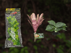 BundleBiome Curated Canopy Sprout set featuring Amazonian Phyllo, Chestnut Bromeliad, and Komodo Standing Vein Plant for tropical habitats.