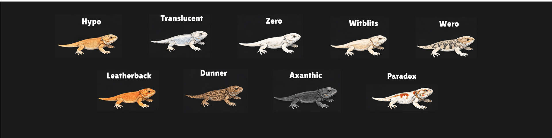 Bearded Dragon Morph Identification Chart