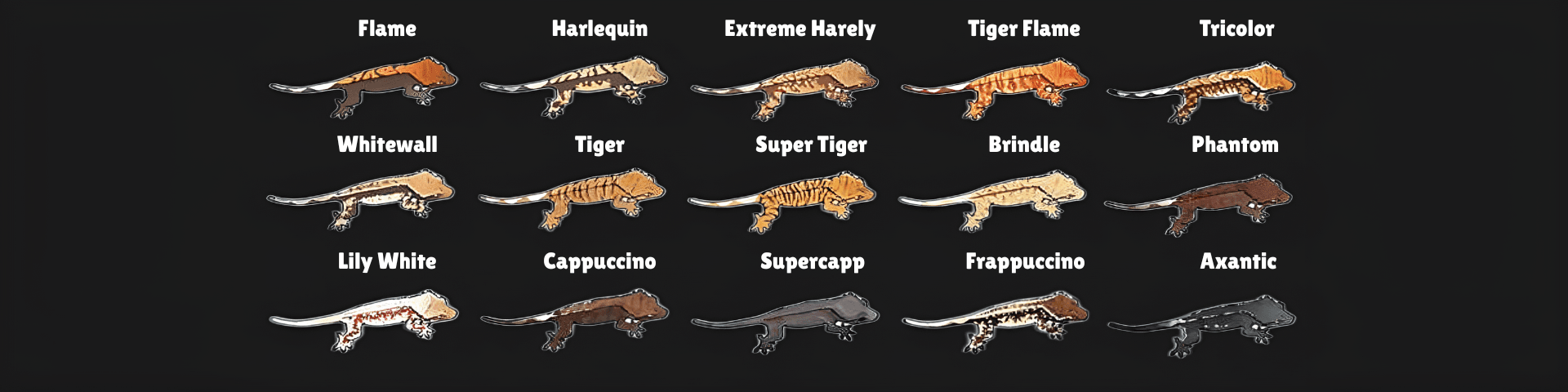 Crested Gecko Morph Identification Chart - 15 Common Types