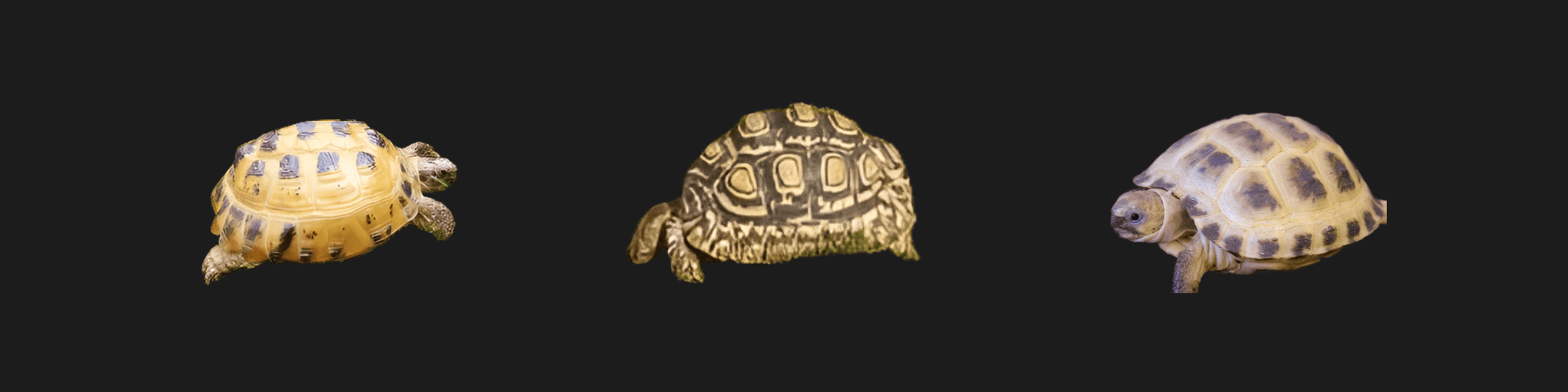 Horsfield's Tortoise Care Guide and Locale Identification Chart