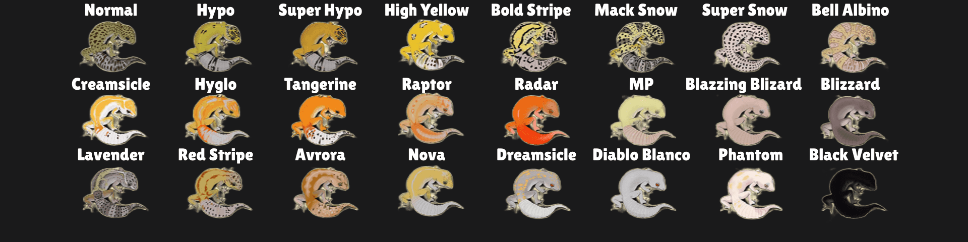 Leopard Gecko Care Guide Morph Identification Chart