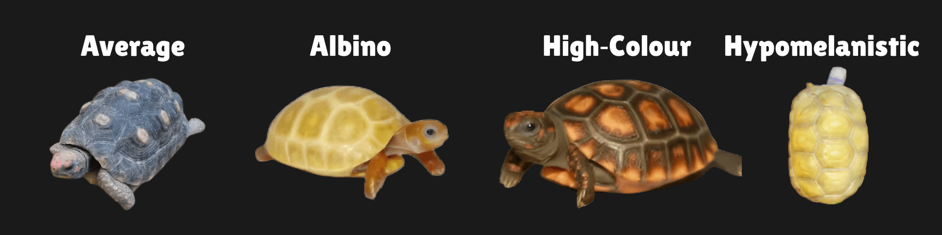 Red-footed Tortoise Locale and Cherry Head Identification Guide