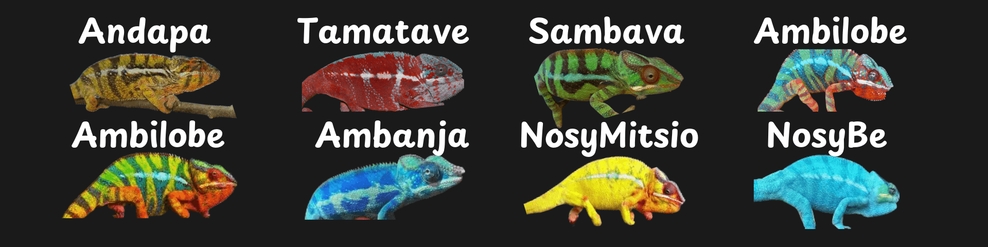 Panther Chameleon Locale and Color Guide