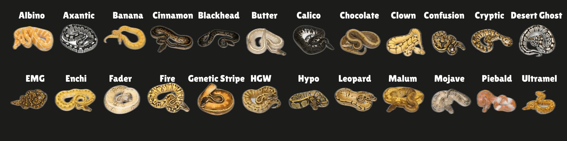 Ball Python Morph Identification Chart
