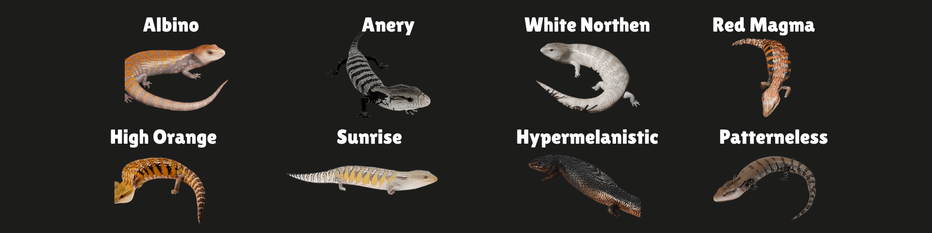 Blue-Tongue Skink Morph Identification Chart