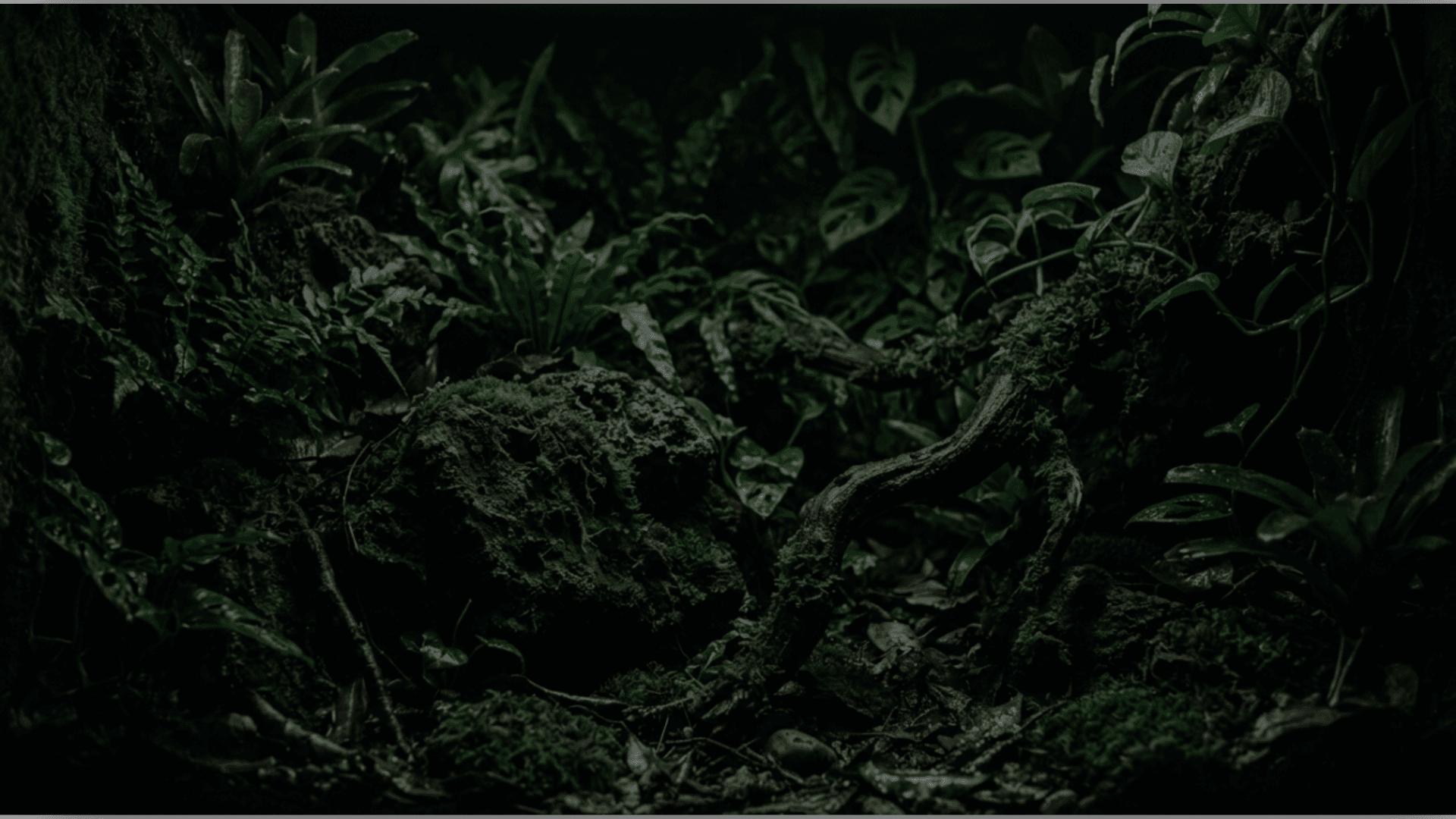 naturalistic reptile decor bundles for reptile habitat enrichment