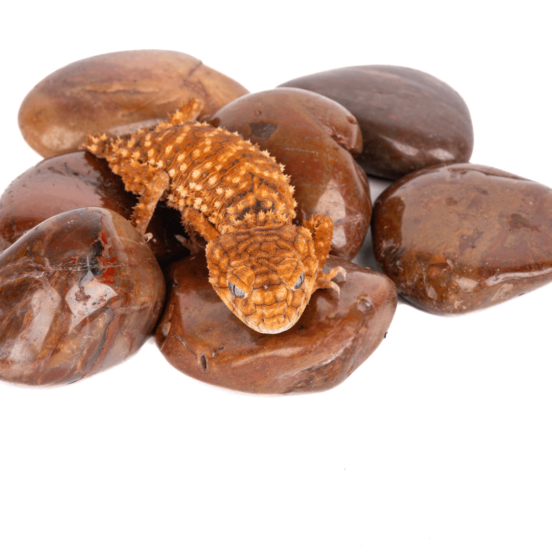 Red Polished Pebble 2