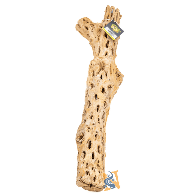 Cholla Wood Branched 40in