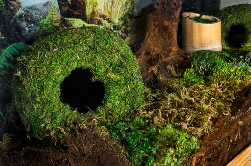 Mossy Cave 4in Green