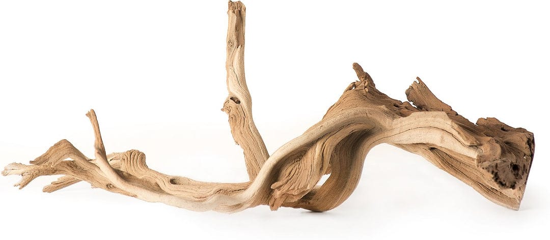 Staghorn Manzanita Root