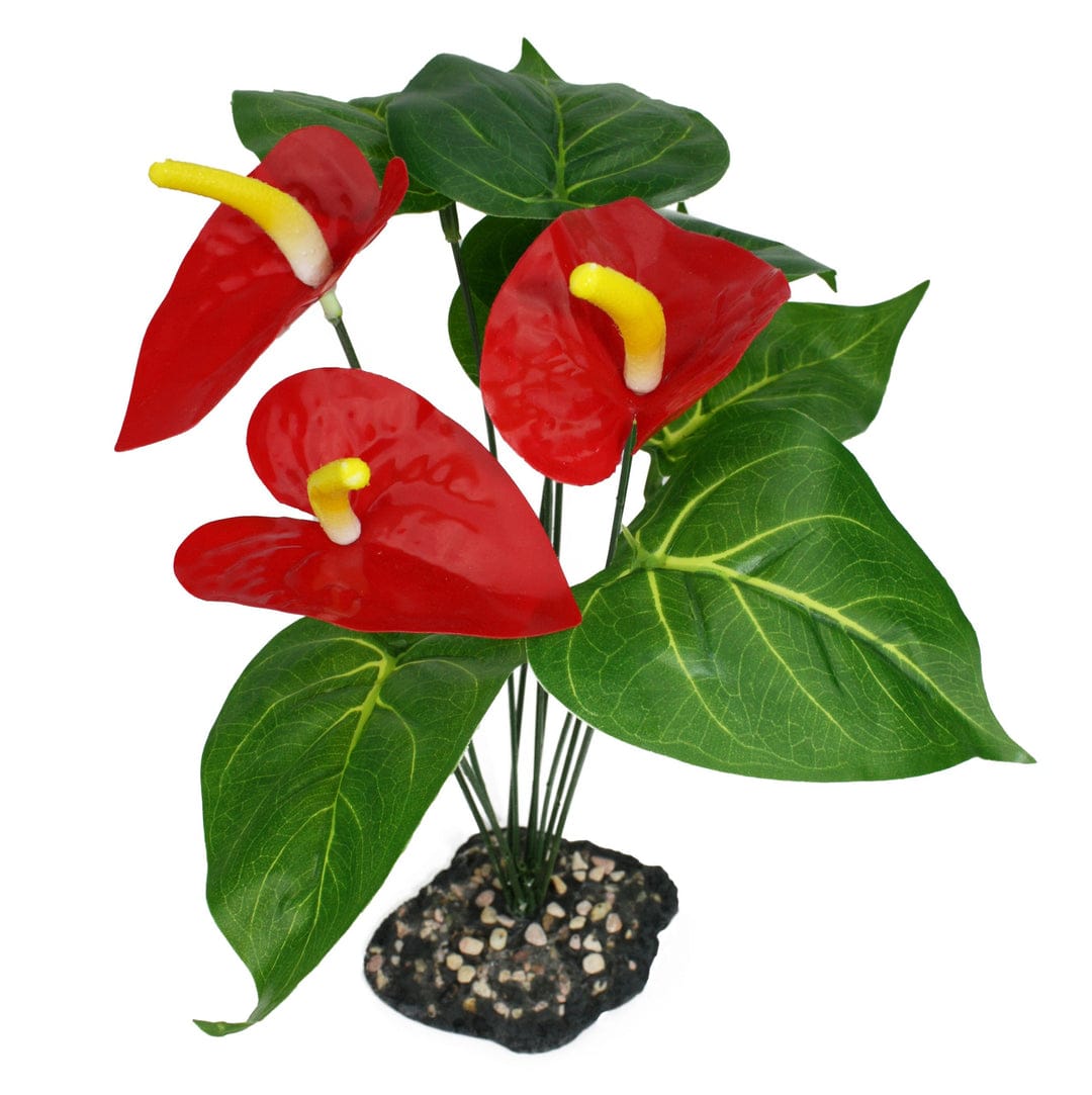 Anthurium Bush with Gravel