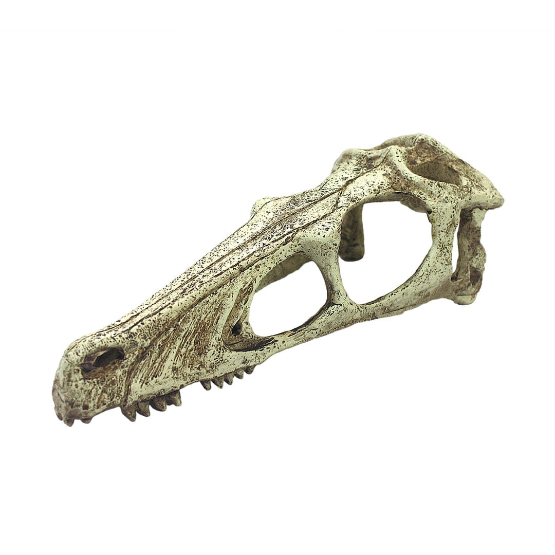 Raptor Skull 2