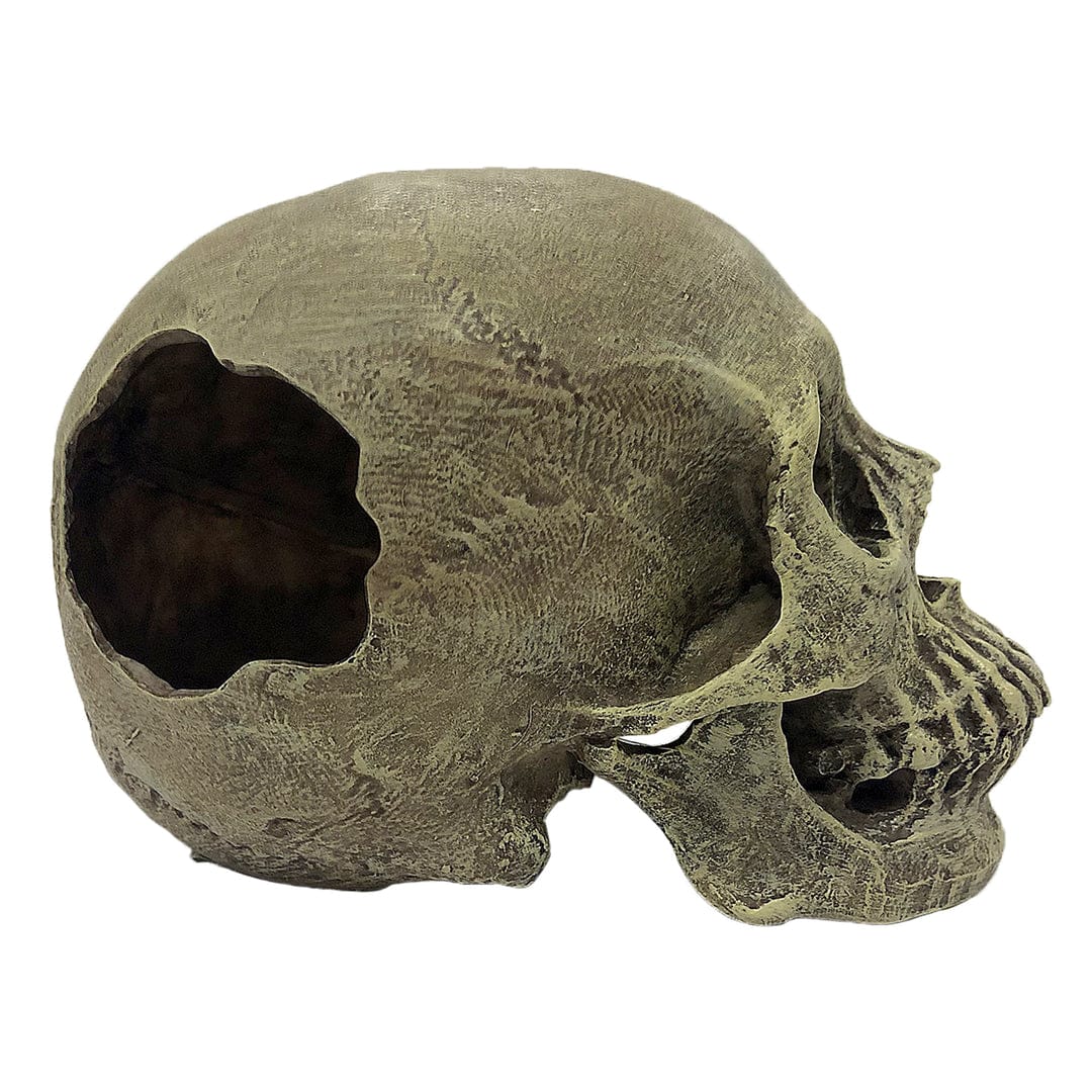 Human Skull Full 3