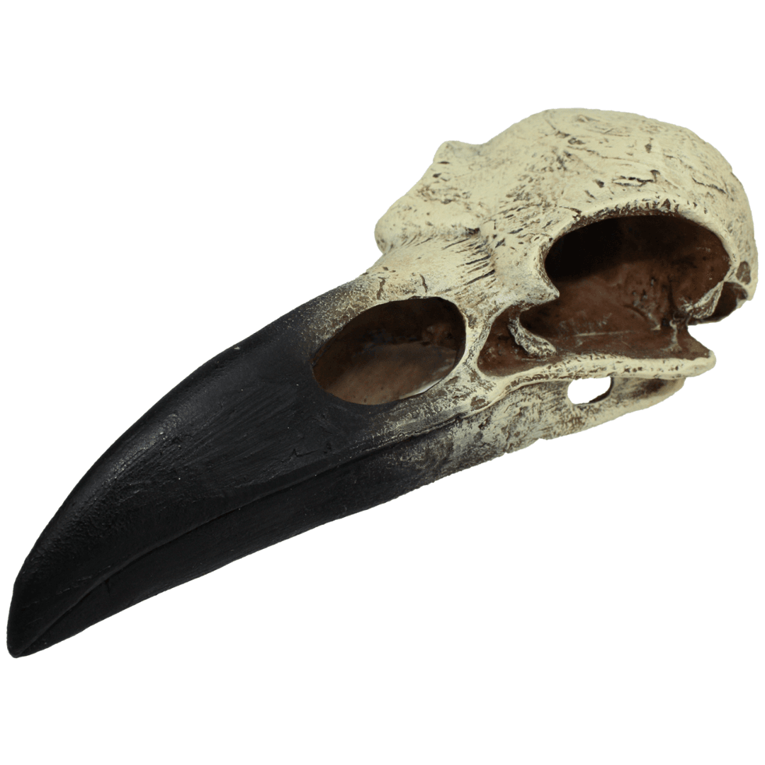 Raven Skull 1