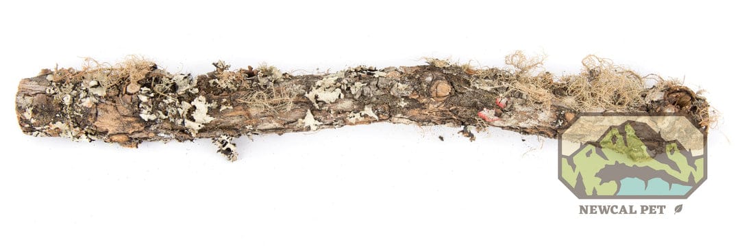 Moss Covered Sticks 1