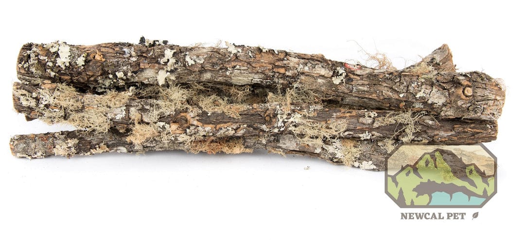 Moss Covered Sticks 2