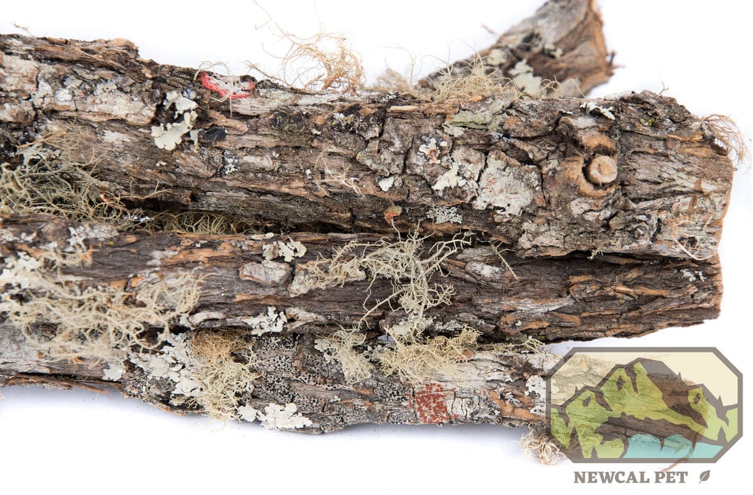 Moss Covered Sticks 3