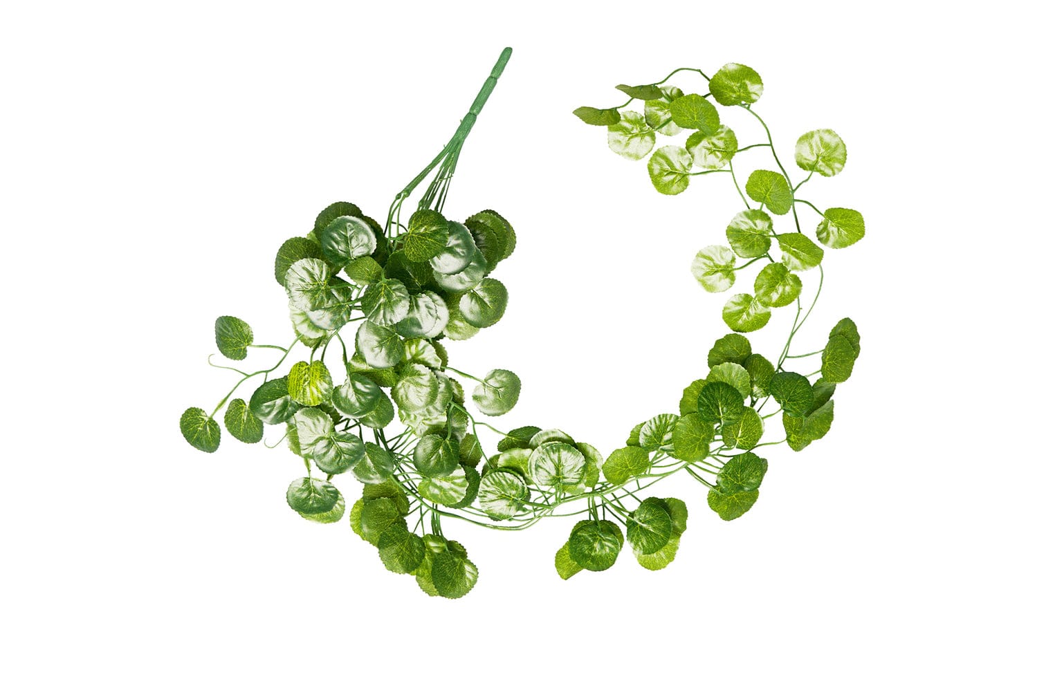 Begonia Leaves Vine 1