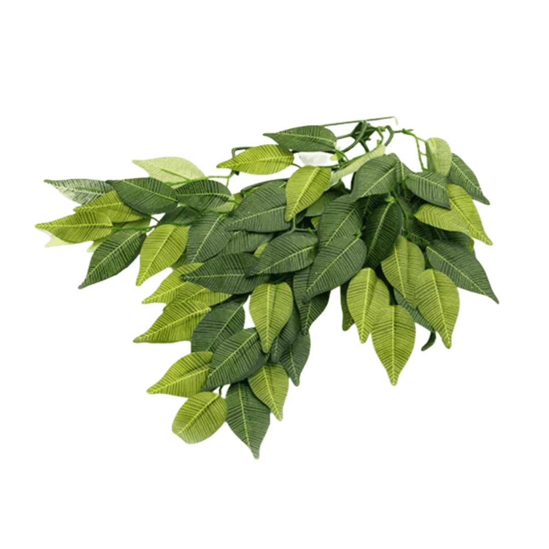 Hanging Banyan Leaves