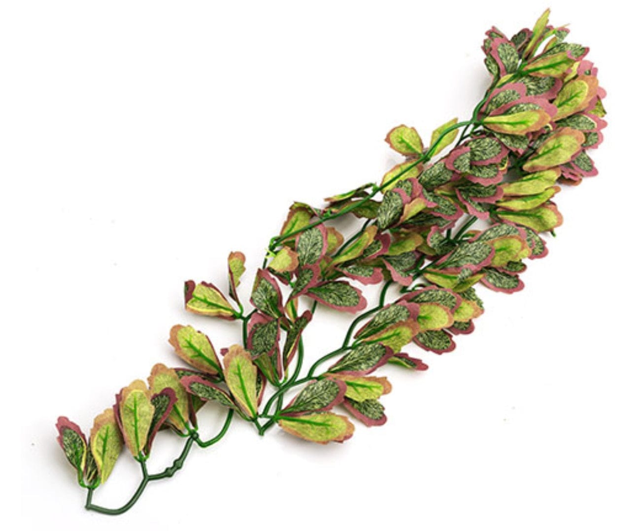 Hanging Var Marginatum Plant