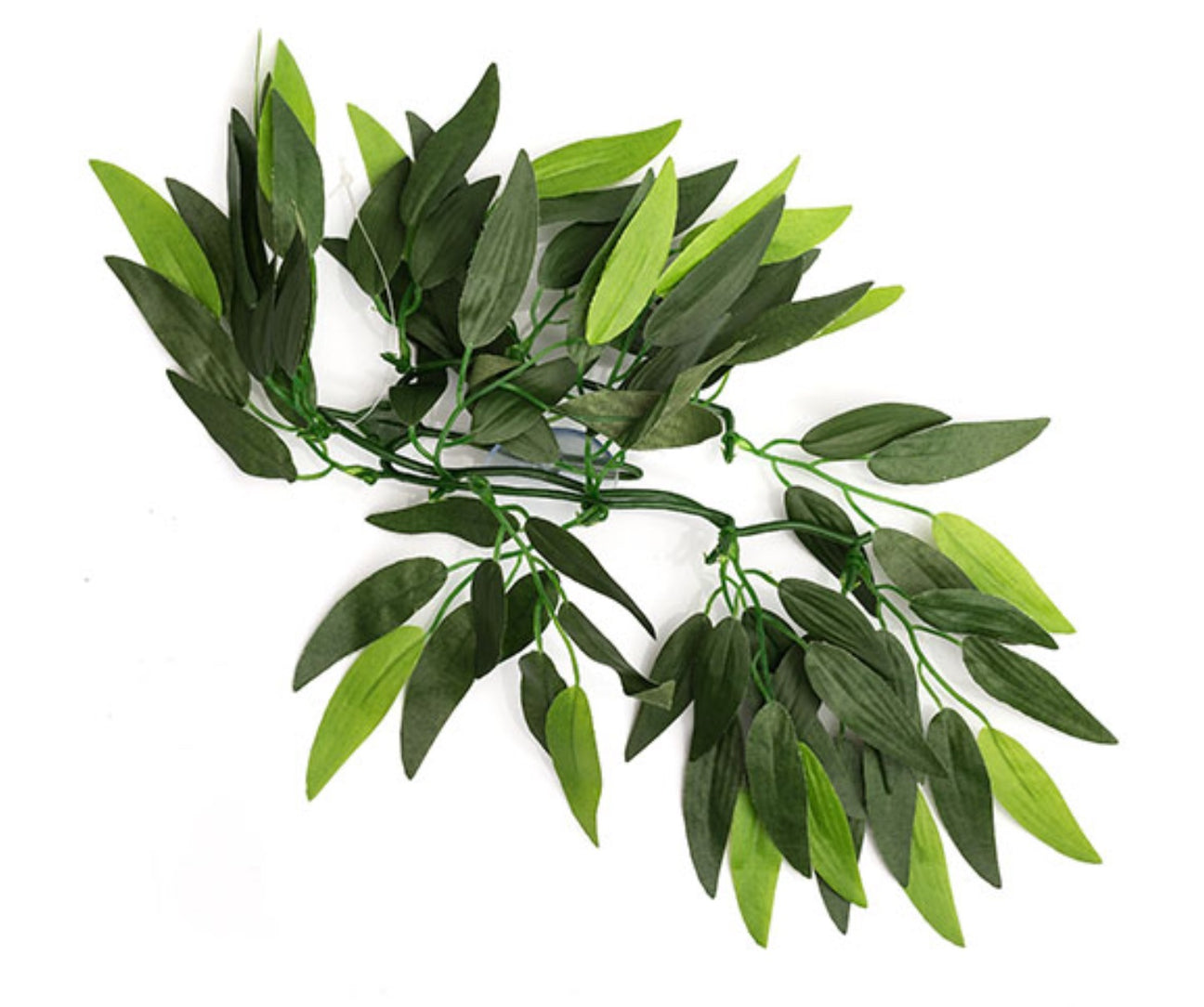 Hanging Heternanthera zosterifolia