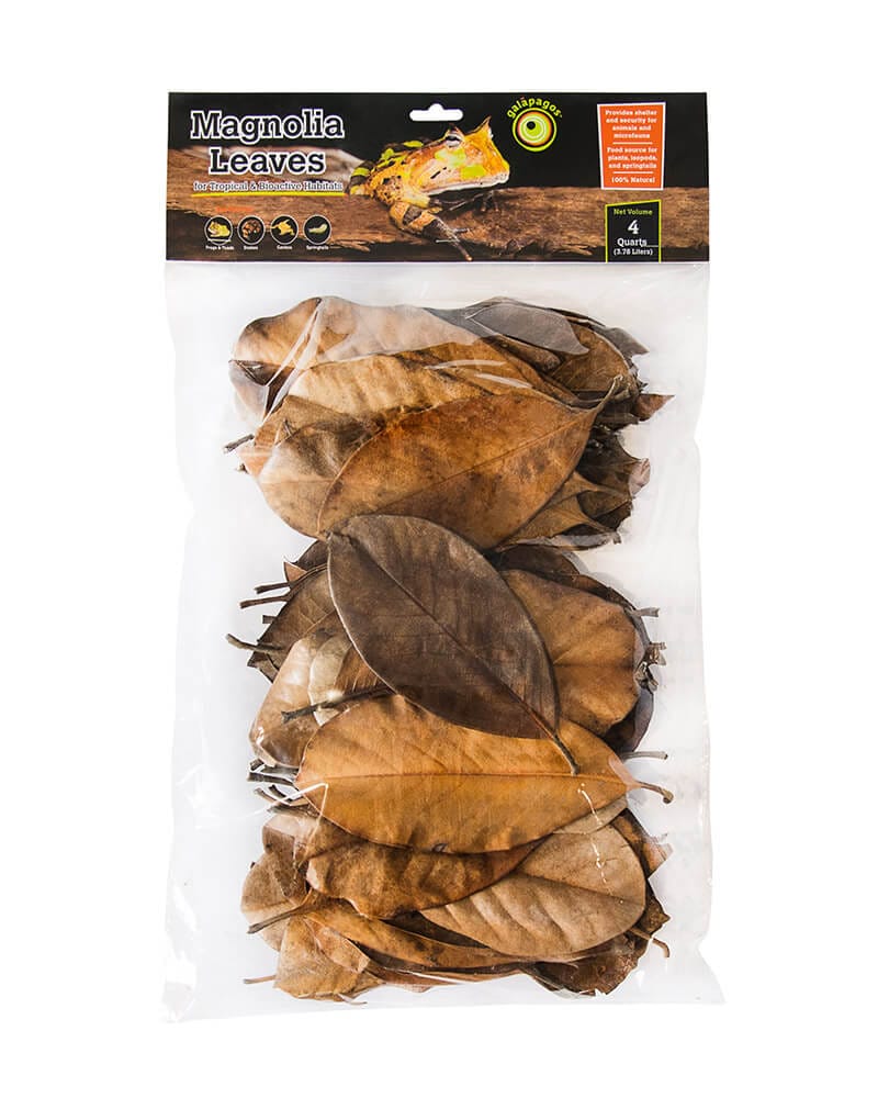 Magnolia Leaves Dried