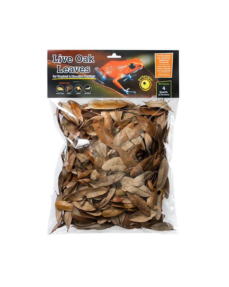 Oak Leaves Dried