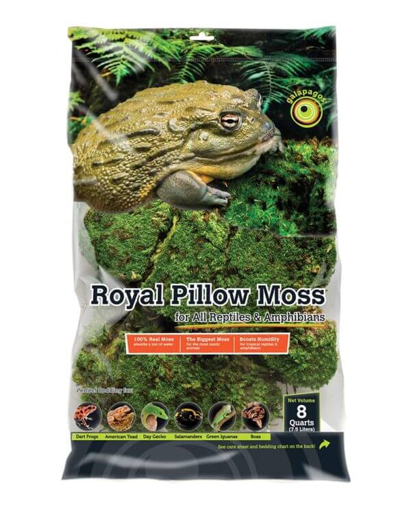 Royal Pillow Moss Clumps