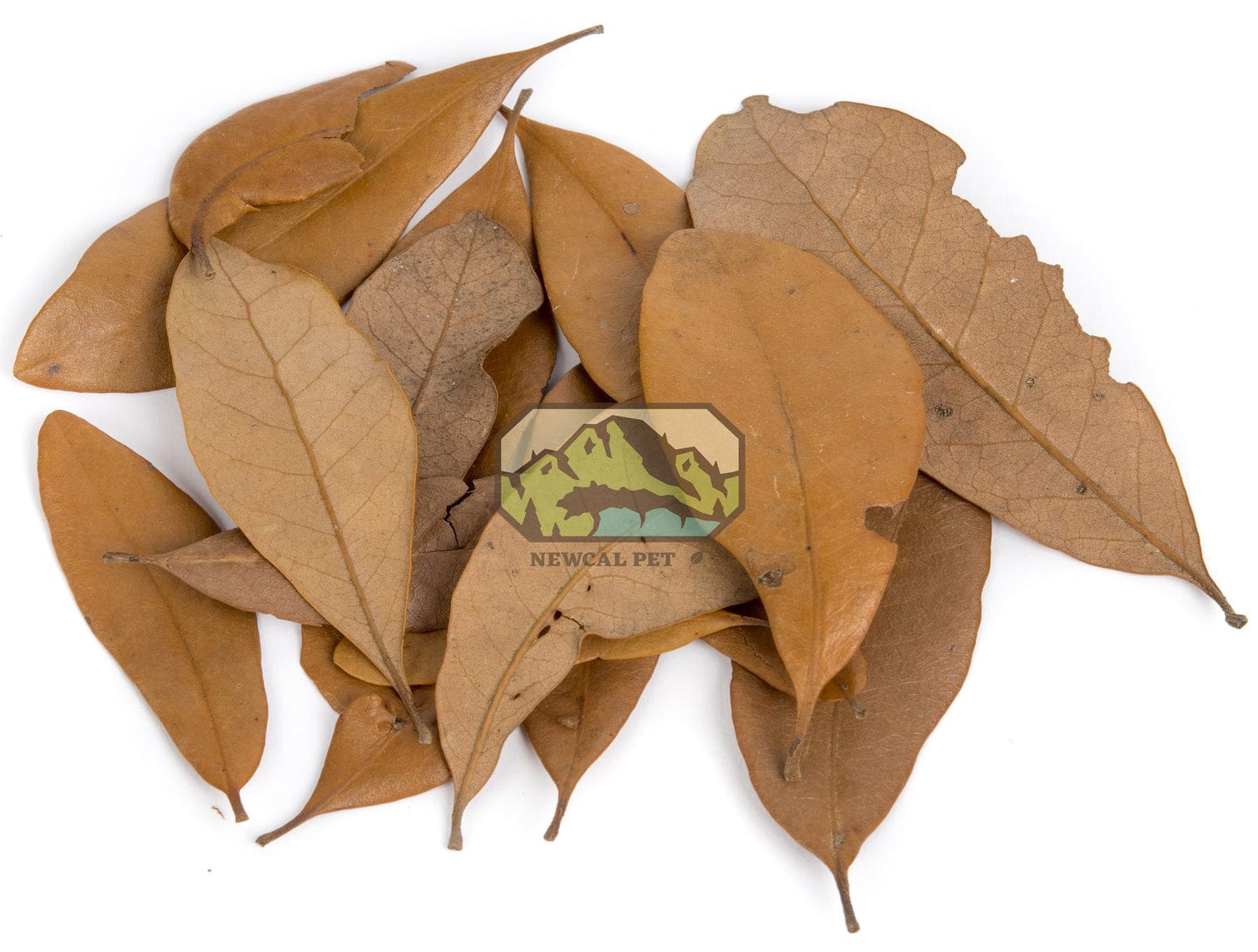 Live Oak Leaf Litter 1