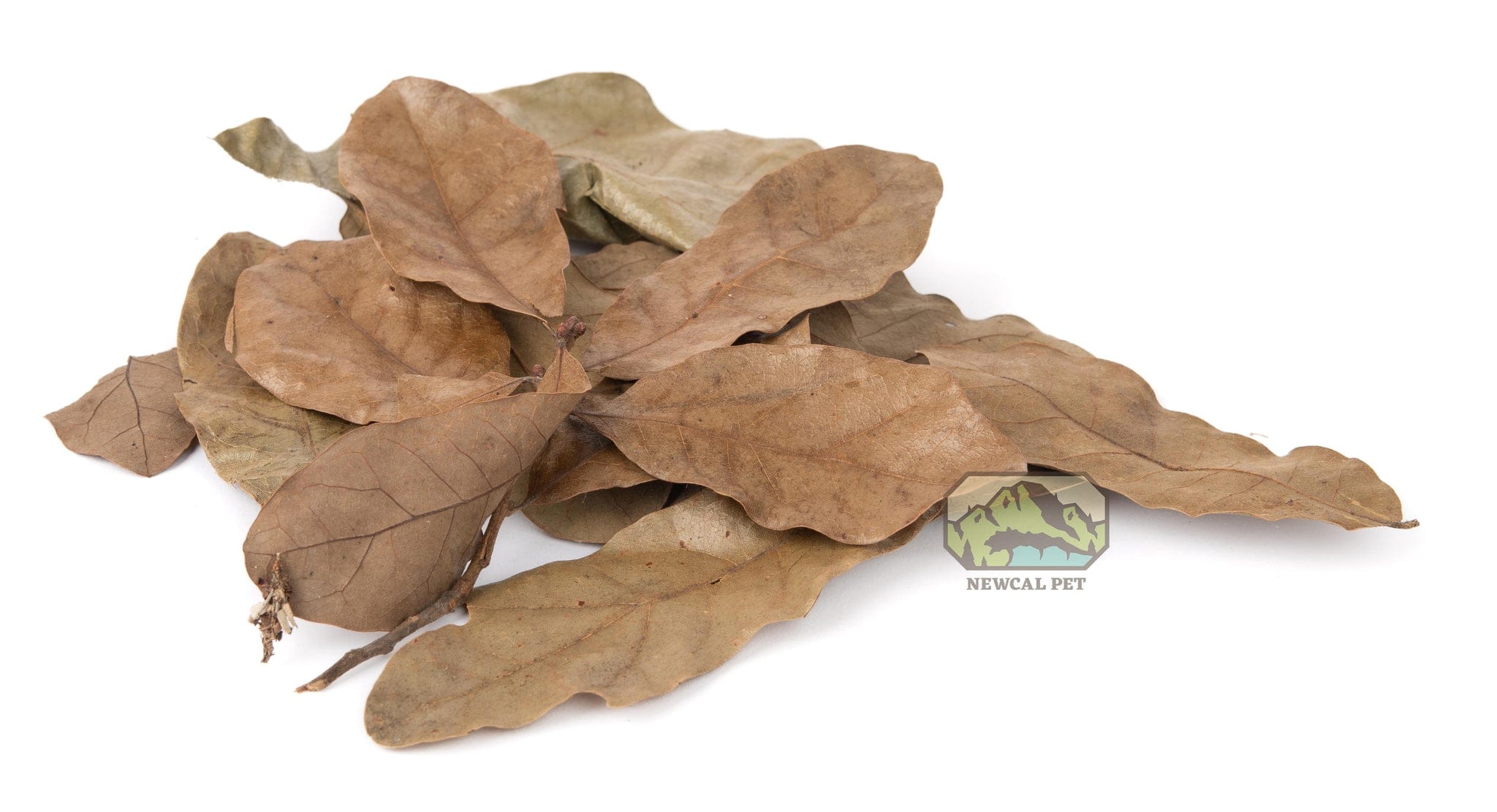 Water Oak Leaf Litter 1