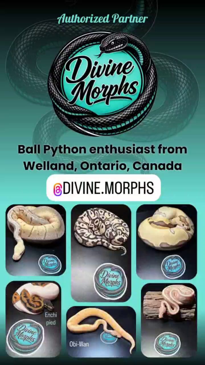 Divine Morphs